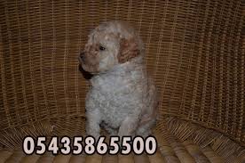 Yavru Poodle Kanis Kopek Ilanlari Http Terrier Yavruilani Com Satilik Poodle Minyatur Kanis Fiyatlari Poodle Kopek Yavru Kopek