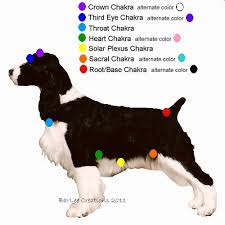 Homework My Dog Didnt Eat Find Out Where The Charka Points