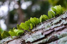 Image result for Pyrrosia