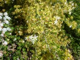 Image result for Tetragonia calycina