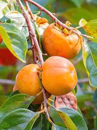 Image result for Diospyros
