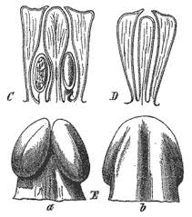 Image result for Stylochaeton puberulus