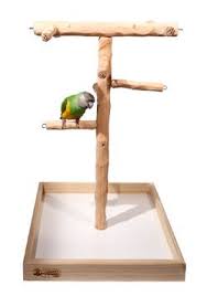 Free returns · 35% off first autoship · fast, free shipping Pin On Conure