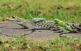 ワニの上にカエルが乗ってる画像ｗｗｗｗｗｗｗｗｗｗｗｗ キニ速 ワニ カエル 動物