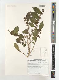 Image result for Carpolobia