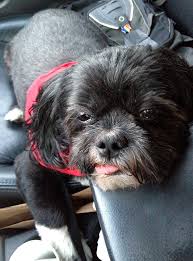 Check spelling or type a new query. How To Treat Your Dog S Upset Stomach At Home Glenview Il Patch