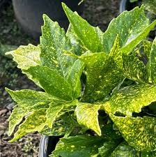 Image result for Aucuba