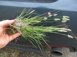 Image result for Enneapogon