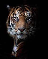  310 Ide Animalia Hewan Binatang Kucing