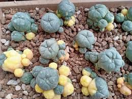 Image result for Loxodera caespitosa