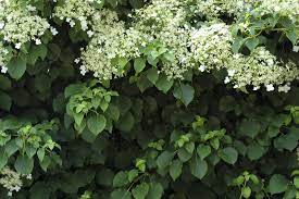 It will likely take a cou. Climbing Hydrangea Care Growing Tips Horticulture Co Uk