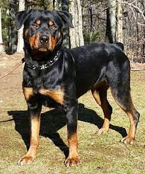 We offer both companion and show quality dogs. Canterbury Ct Rottweiler Meet Pipsi A Pet For Adoption