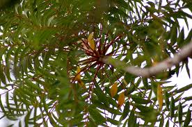 Image result for Kirkia