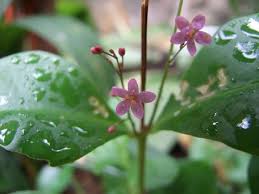Image result for Talinum portulacifolium