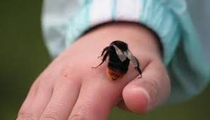 First, when bees sting they release a chemical called melittin into their victim. Pin On Pets