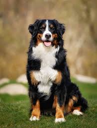 While it may cost you less to get a dog from a backyard breeder than from a reputable, show pomeranian breeder, there are, sadly, very good reasons why. 20 Best Dog Breeds For Kids Good Family Dogs
