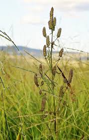 Image result for Cantinoa americana