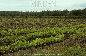 Film terbaru malaysia (official film) подробнее. Minden Pictures Banana Musa Sp Plantation Malaysia Derek Hall Flpa