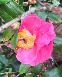 Image result for Gardenia imperialis