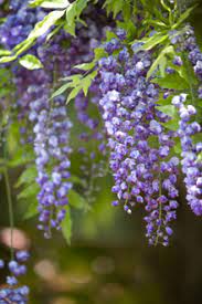 Purple Wisteria Vine Wisteria Tree Purple Wisteria Wisteria