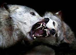 Wolves Fighting Wolves Fighting Two Wolves Animals