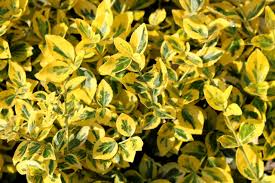 Image result for Euonymus