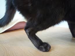 猫の脚 | かがみ動物病院ブログ