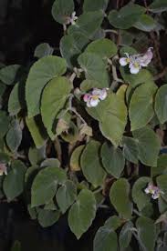 Image result for Begonia poculifera