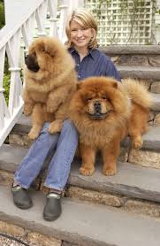 This Is Chin Chin And Paw Paw Together Chow Chows Are An Ancient Breed From China That Martha Came To Love For It Martha Stewart Pets Chow Chow Dog Puppy Pets