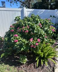 Image result for Dombeya buettneri