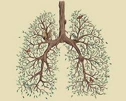 Arbol Como Pulmones Buscar Con Google Lungs Art Art Anatomy Art Tumblr is a place to express yourself, discover yourself, and bond over the stuff you love. arbol como pulmones buscar con google