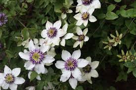 Here are nine ways to use vines and climbers to create curb appeal. Gardening 101 Clematis Gardenista
