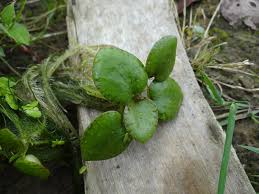 Image result for Hydrocharitaceae