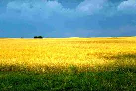 At amber's waves of grain, we are constantly working to foster an environment that creates happy, healthy, confident companions. Amber Waves Of Grain Lola S Curmudgeonly Musings