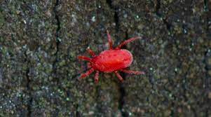 On the exterior, you may find thousands of tiny red bugs in large numbers on siding, brick walls, under loose bark of trees, foundation walls, around window frames and other outside surfaces. Red Bugs On Concrete A Complete Guide To Clover Mites