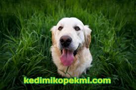 Kedi Mi Kopek Mi Adli Kullanicinin Cat And Dog Panosundaki Pin Golden Retriever Kopek Turleri Kopek Egitimi