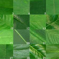 Leaf texture could be a useful texture for your future web design or graphic artworks specially if the concept is something to do with nature. Pdf Plant Classification From Leaf Textures