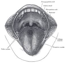 Image result for Uvulitis