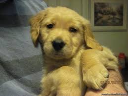 Since then, the breed has established itself as a wonderful. Akc Golden Retriever Puppy Price 500 For Sale In Grantville Georgia Best Pets Online