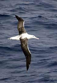 Flying Sea Birds Ancient Mariner Birds In Flight