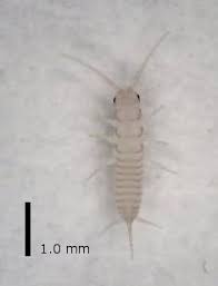 Has been added to your cart. Http Www Cwaller De Schaedlinge Long Tailed Silverfish Ctenolepisma Longicaudata Biology And Control Pdf