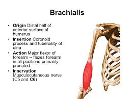 Brachialis Origin And Insertion Google Search Human Anatomy And Physiology Massage Therapy Shiatsu Massage