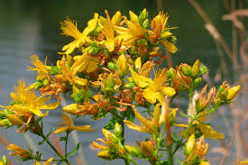 Entrega cero contacto y el mismo día. Flores Para Celebrar La Primavera Y La Noche De San Juan En La Sierra De Aracena Turismo Sierra De Aracena Experiencias Para Vivir Y Saborear