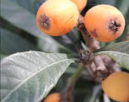 Image result for Pyrostria phyllanthoidea