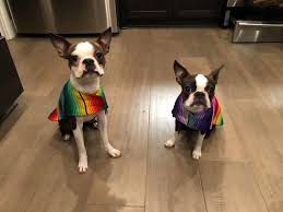 Boston terrier breeders circle j?s boston terriers , boston terrier breeder, offers boston terrier puppies for sale. West Coast Bostons And Bullys Home Facebook