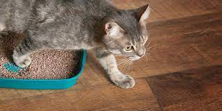 Cat litter outside the litter box is something that comes along with owning a cat. How To Prevent Cat Litter Tracking