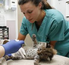 Become A Wildlife Rehabilitator Dream Job Vet Pictures Wildlife Rehabilitation Wildlife Biologist