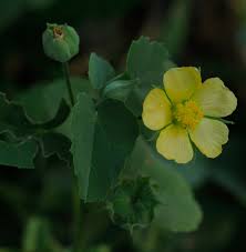 Image result for Abutilon austro-africanum