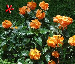 Image result for Crossandra fruticulosa