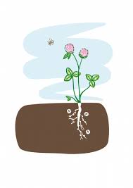 Read our full recommendation on when the best time to plant clover is!. Red Clover Species Information